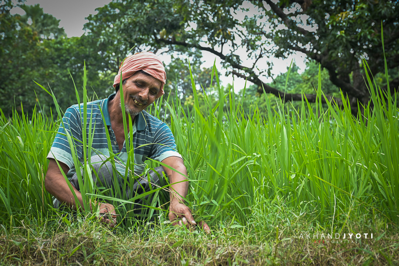 Harendra Ray working in his fields