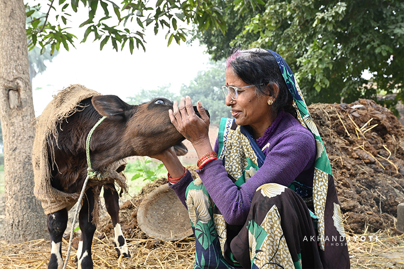 Between The Field And The Hearth Ramawati tending her cow